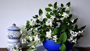 Preview wallpaper jasmine, flower, spring, bowl, china