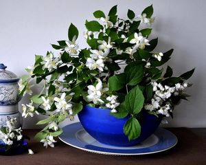 Preview wallpaper jasmine, flower, spring, bowl, china