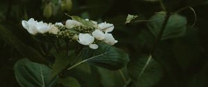 Preview wallpaper jasmine, flowers, flowering, bush, plant