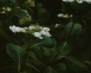 Preview wallpaper jasmine, flowers, flowering, bush, plant