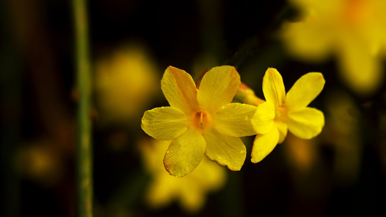 Wallpaper jasmine, petals, flowers, yellow, blur