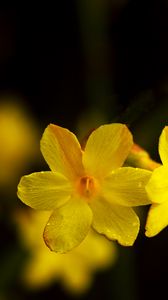Preview wallpaper jasmine, petals, flowers, yellow, blur