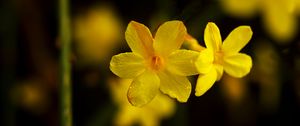 Preview wallpaper jasmine, petals, flowers, yellow, blur