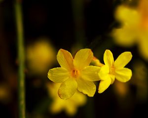 Preview wallpaper jasmine, petals, flowers, yellow, blur