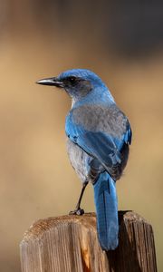 Preview wallpaper jay, bird, feathers, blue, beak