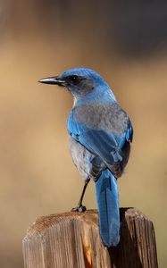 Preview wallpaper jay, bird, feathers, blue, beak