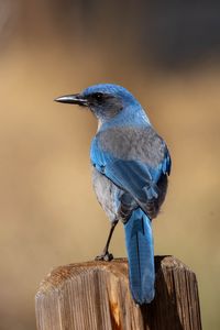 Preview wallpaper jay, bird, feathers, blue, beak