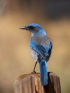 Preview wallpaper jay, bird, feathers, blue, beak