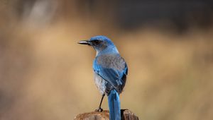 Preview wallpaper jay, bird, feathers, blue, beak