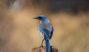Preview wallpaper jay, bird, feathers, blue, beak