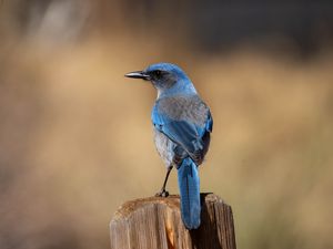 Preview wallpaper jay, bird, feathers, blue, beak