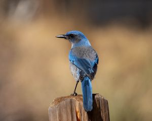 Preview wallpaper jay, bird, feathers, blue, beak