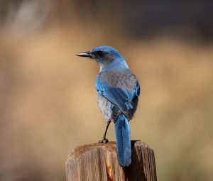 Preview wallpaper jay, bird, feathers, blue, beak