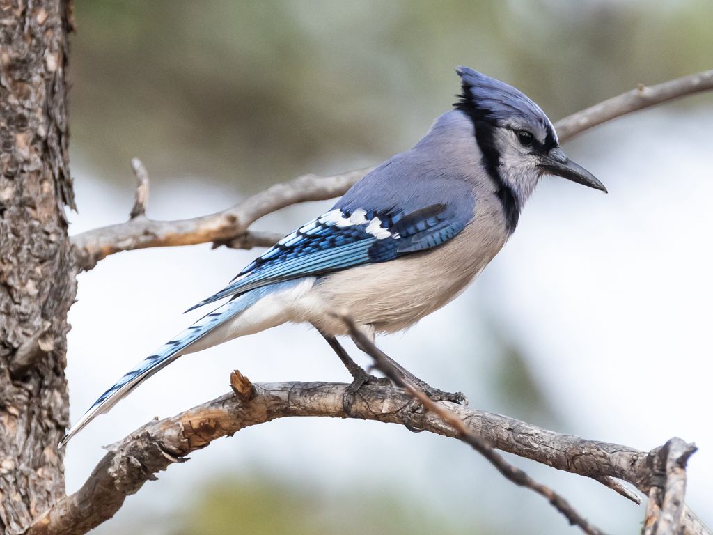 1024x768 Wallpaper jay, bird, feathers, branch, tree