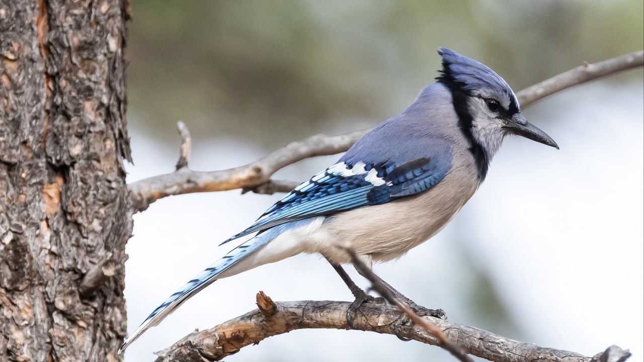 Wallpaper jay, bird, feathers, branch, tree