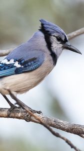 Preview wallpaper jay, bird, feathers, branch, tree