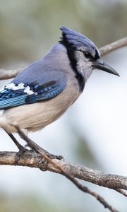 Preview wallpaper jay, bird, feathers, branch, tree