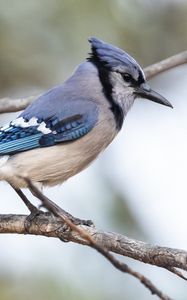 Preview wallpaper jay, bird, feathers, branch, tree