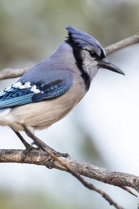 Preview wallpaper jay, bird, feathers, branch, tree