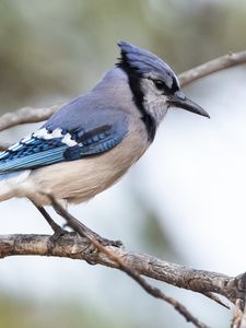 Preview wallpaper jay, bird, feathers, branch, tree