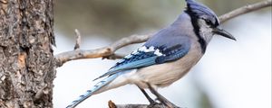 Preview wallpaper jay, bird, feathers, branch, tree