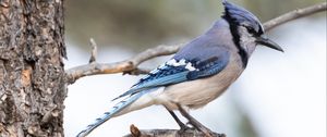 Preview wallpaper jay, bird, feathers, branch, tree