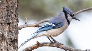 Preview wallpaper jay, bird, feathers, branch, tree