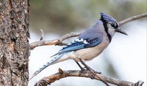 Preview wallpaper jay, bird, feathers, branch, tree