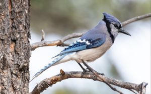 Preview wallpaper jay, bird, feathers, branch, tree