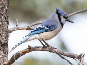 Preview wallpaper jay, bird, feathers, branch, tree