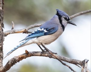 Preview wallpaper jay, bird, feathers, branch, tree