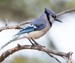 Preview wallpaper jay, bird, feathers, branch, tree