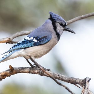 Preview wallpaper jay, bird, feathers, branch, tree