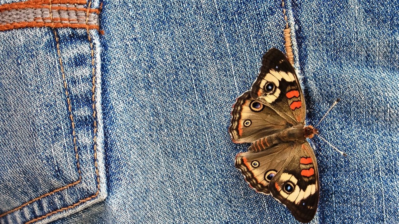 Wallpaper jeans, butterfly, wings