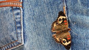 Preview wallpaper jeans, butterfly, wings