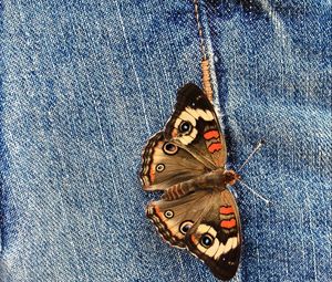 Preview wallpaper jeans, butterfly, wings