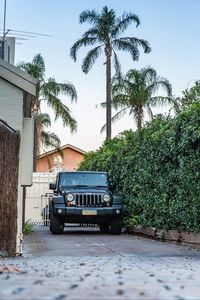 Preview wallpaper jeep, suv, black, palm