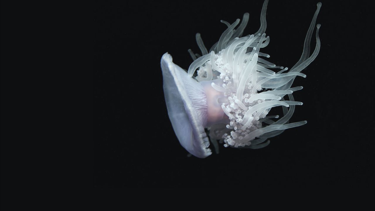 Wallpaper jellyfish, aquatic, tentacles, swim, underwater world