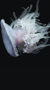 Preview wallpaper jellyfish, aquatic, tentacles, swim, underwater world