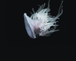 Preview wallpaper jellyfish, aquatic, tentacles, swim, underwater world