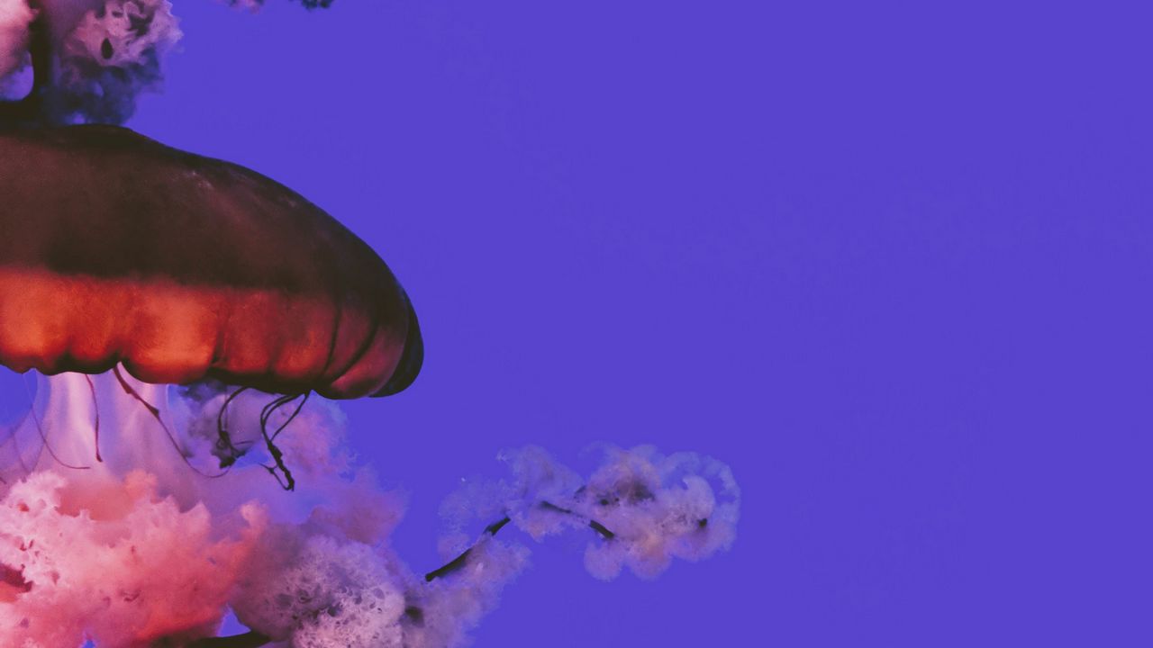Wallpaper jellyfish, beautiful, tentacle, water