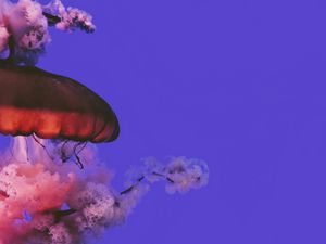 Preview wallpaper jellyfish, beautiful, tentacle, water