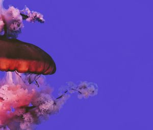 Preview wallpaper jellyfish, beautiful, tentacle, water