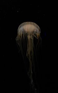 Preview wallpaper jellyfish, beautiful, tentacle, water, dark