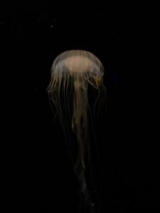Preview wallpaper jellyfish, beautiful, tentacle, water, dark