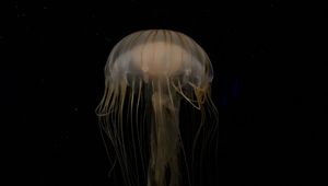 Preview wallpaper jellyfish, beautiful, tentacle, water, dark