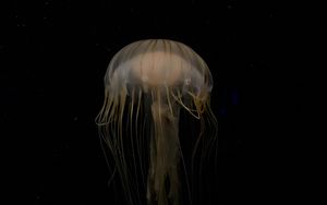 Preview wallpaper jellyfish, beautiful, tentacle, water, dark