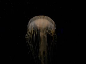 Preview wallpaper jellyfish, beautiful, tentacle, water, dark