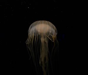 Preview wallpaper jellyfish, beautiful, tentacle, water, dark