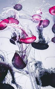 Preview wallpaper jellyfish, beautiful, tentacle, white